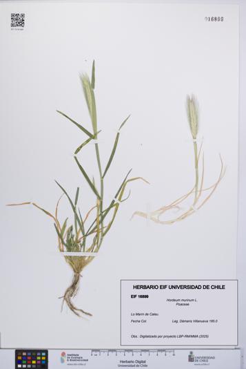 Hordeum murinum [Espécimen: UCH:EIF:0016899]