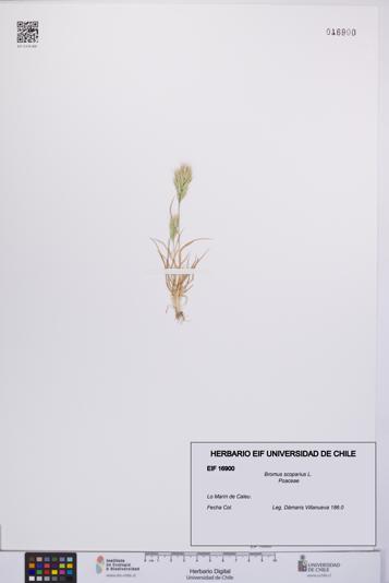 Bromus scoparius [Espécimen: UCH:EIF:0016900]