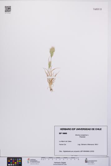 Bromus scoparius [Espécimen: UCH:EIF:0016900]