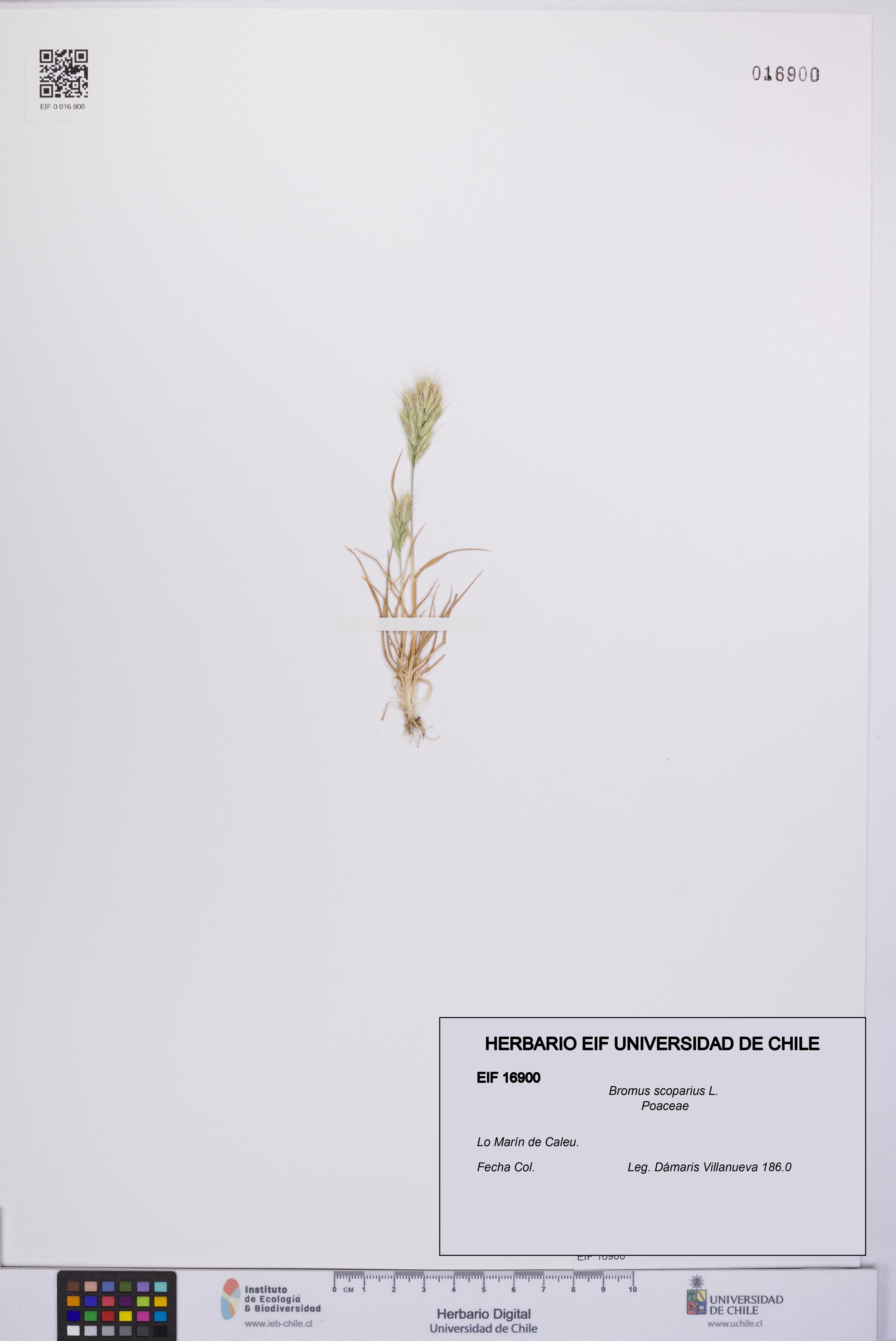 Bromus scoparius [Espécimen: UCH:EIF:0016900]