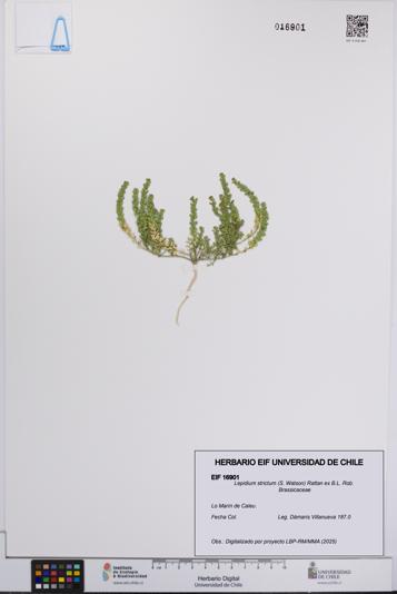 Lepidium strictum [Espécimen: UCH:EIF:0016901]