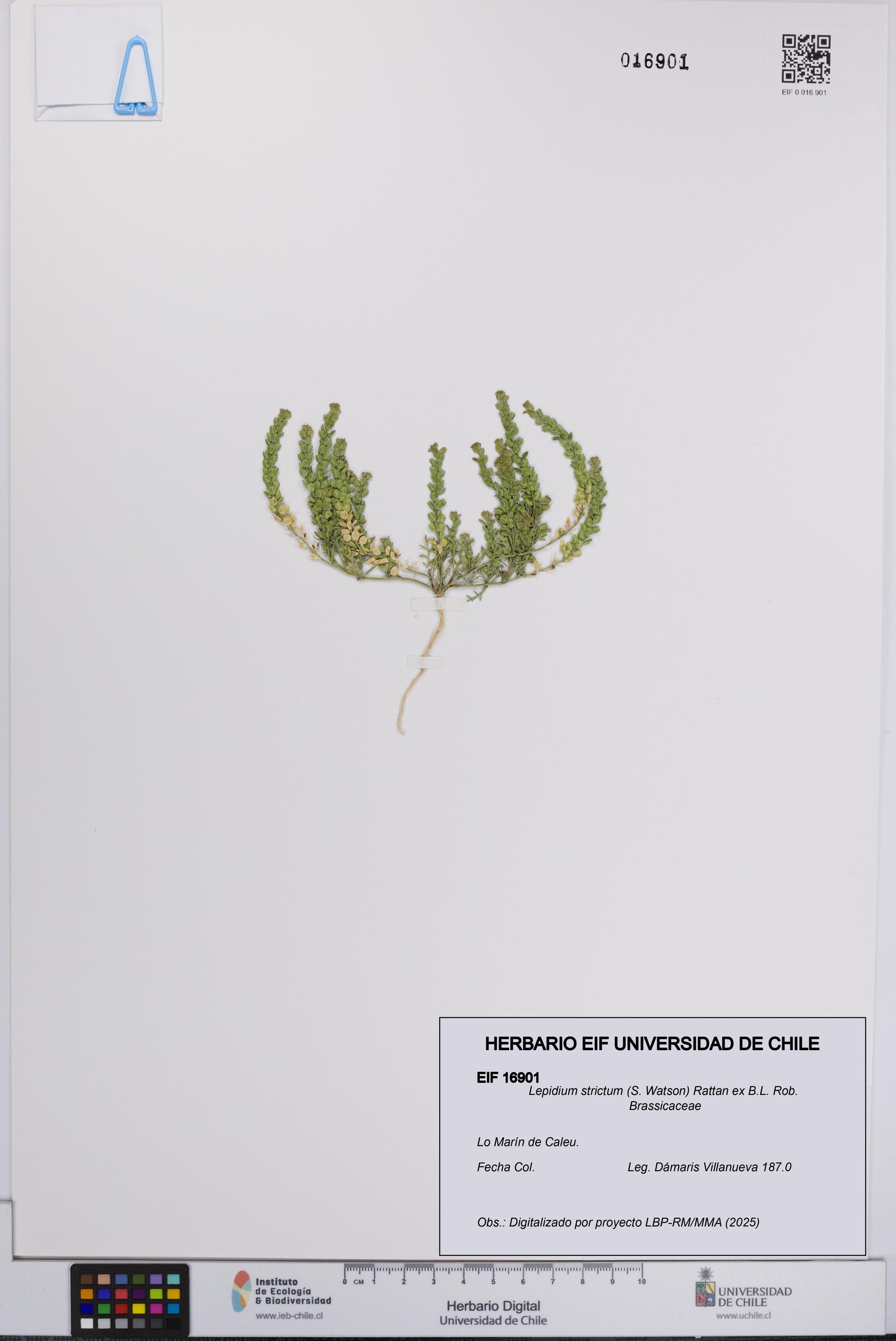 Lepidium strictum [Espécimen: UCH:EIF:0016901]