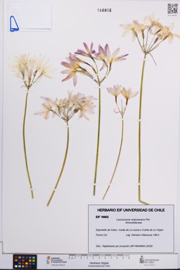 Leucocoryne violacescens [Espécimen: UCH:EIF:0016902]