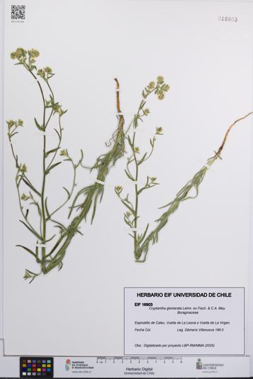 Cryptantha glomerata [Espécimen: UCH:EIF:0016903]