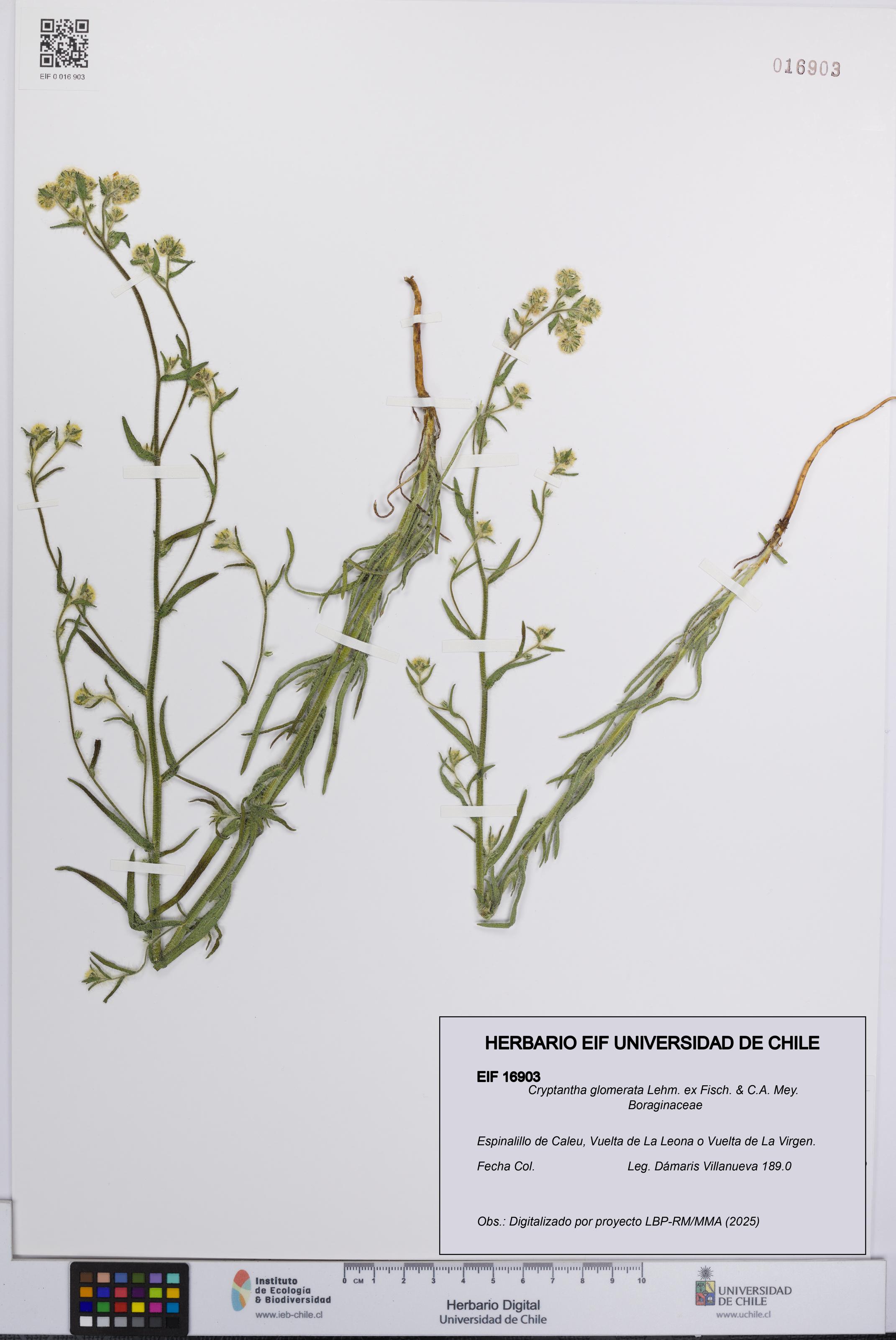 Cryptantha glomerata [Espécimen: UCH:EIF:0016903]