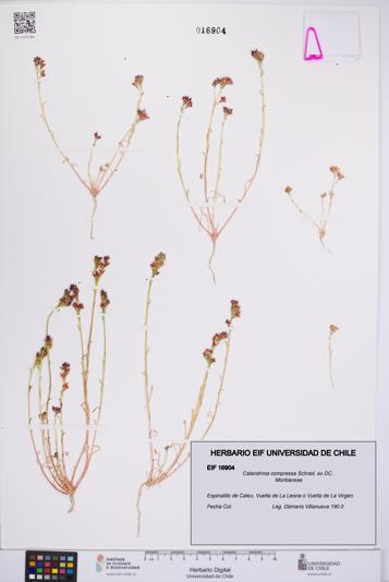 Calandrinia compressa [Espécimen: UCH:EIF:0016904]