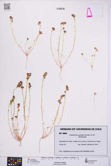 Calandrinia compressa [Espécimen: UCH:EIF:0016904]