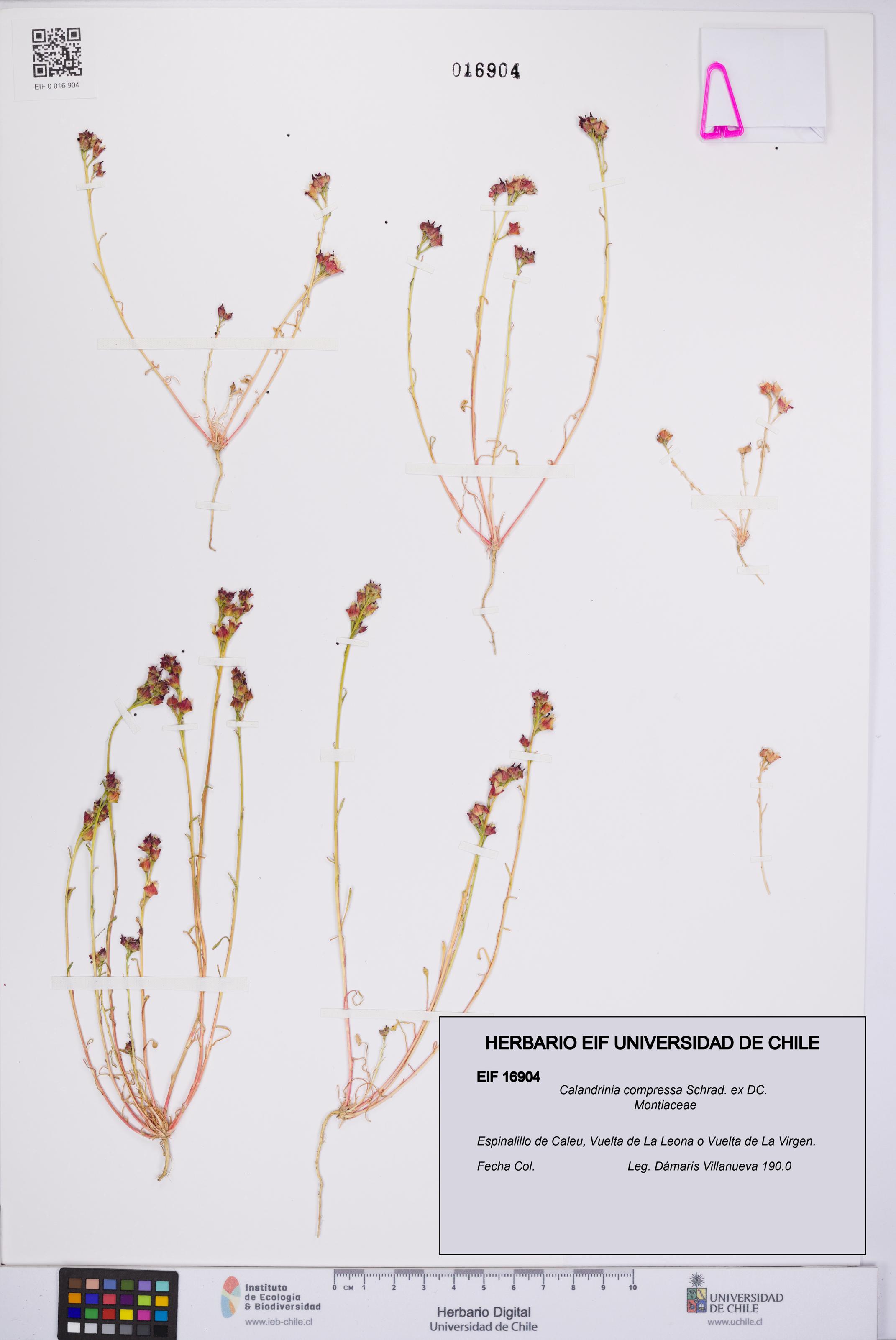 Calandrinia compressa [Espécimen: UCH:EIF:0016904]