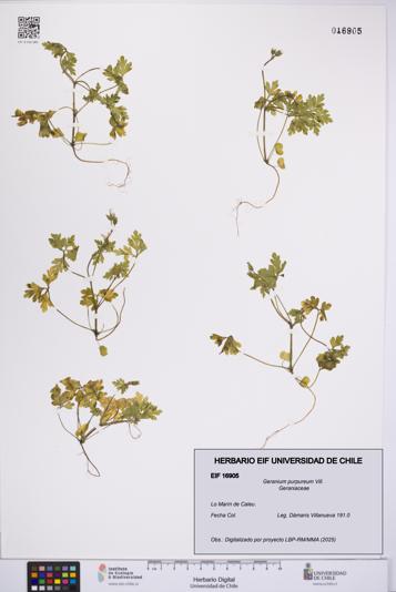 Geranium purpureum [Espécimen: UCH:EIF:0016905]