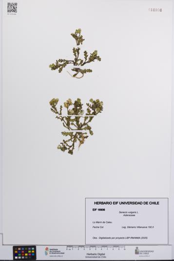 Senecio vulgaris [Espécimen: UCH:EIF:0016906]