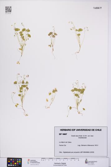 Oxalis laxa var. laxa [Espécimen: UCH:EIF:0016907]