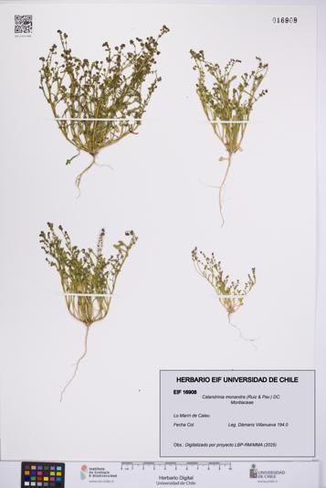 Calandrinia monandra [Espécimen: UCH:EIF:0016908]