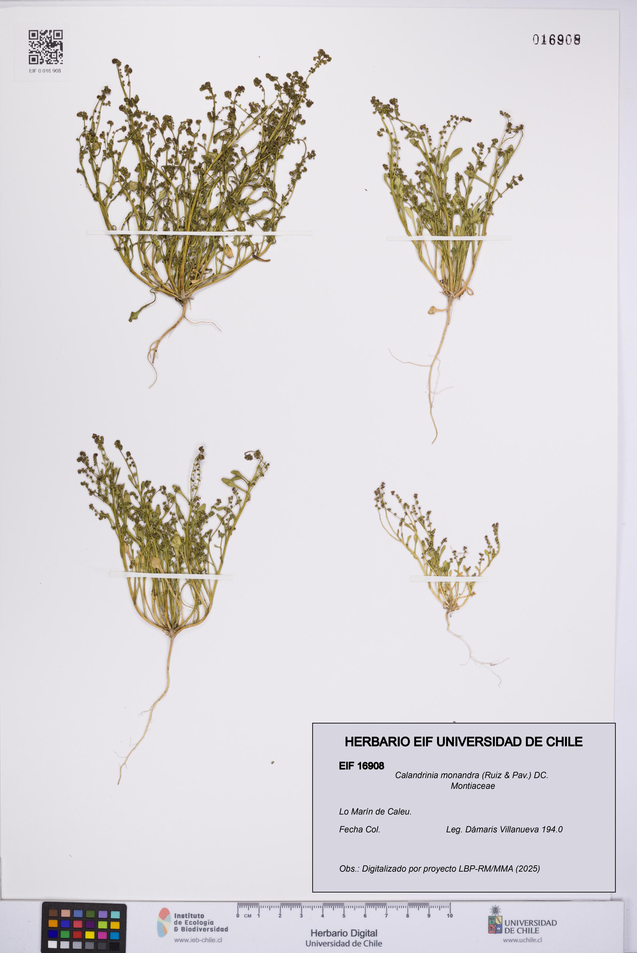 Calandrinia monandra [Espécimen: UCH:EIF:0016908]