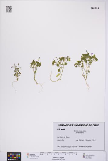 Oxalis rosea [Espécimen: UCH:EIF:0016909]