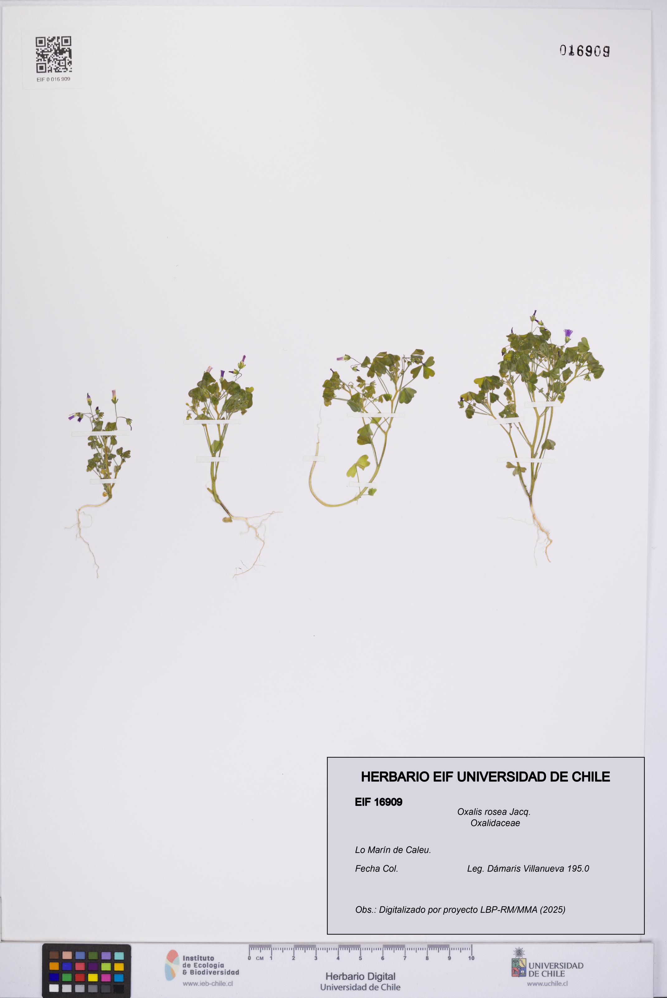Oxalis rosea [Espécimen: UCH:EIF:0016909]