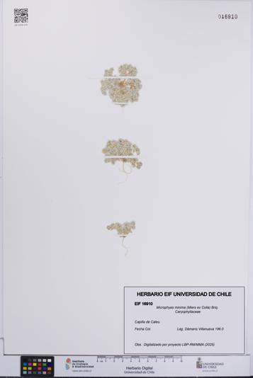 Microphyes minima [Espécimen: UCH:EIF:0016910]