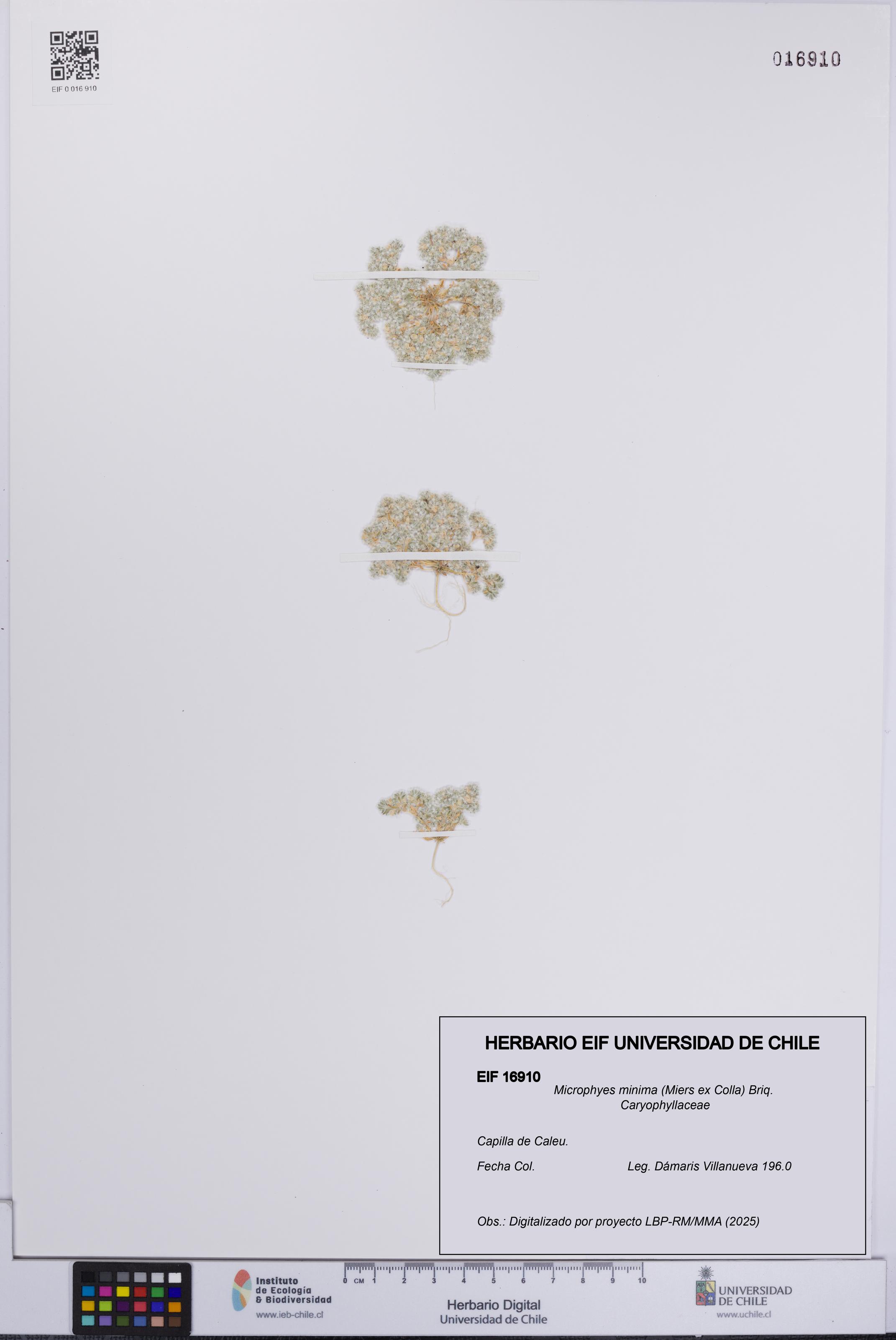 Microphyes minima [Espécimen: UCH:EIF:0016910]