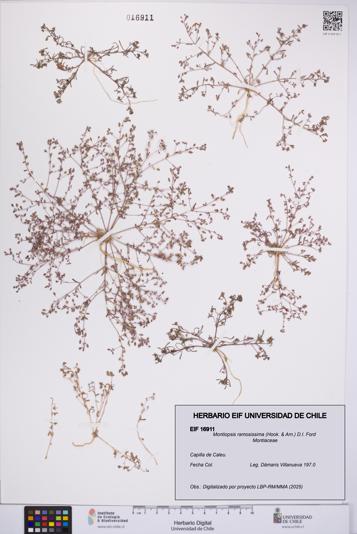 Montiopsis ramosissima [Espécimen: UCH:EIF:0016911]