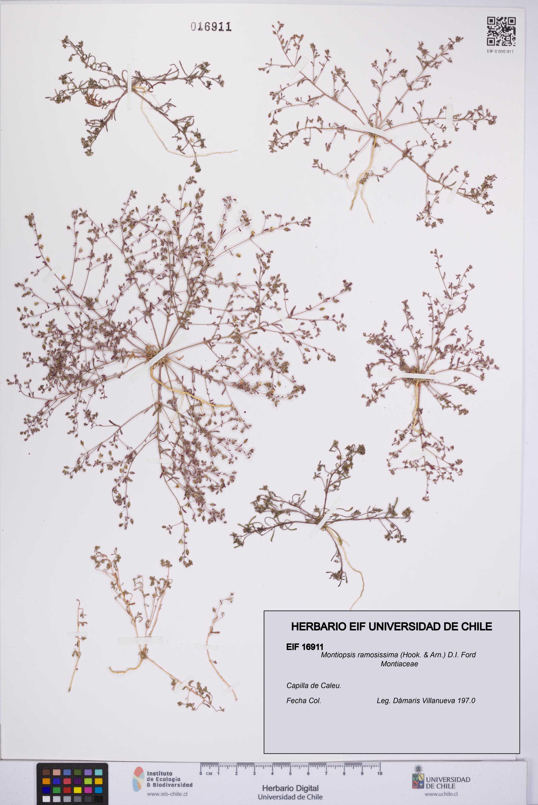Montiopsis ramosissima [Espécimen: UCH:EIF:0016911]