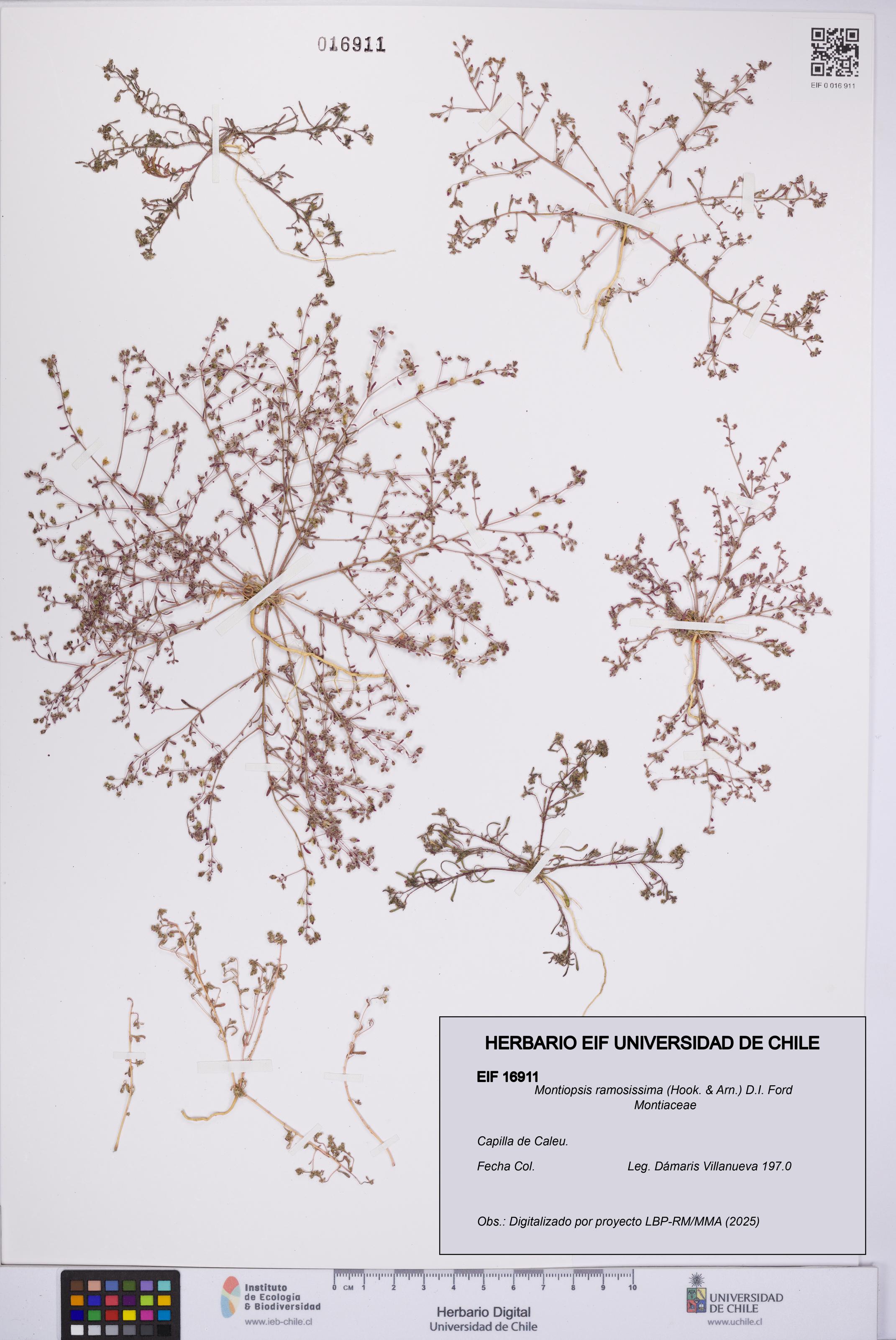 Montiopsis ramosissima [Espécimen: UCH:EIF:0016911]