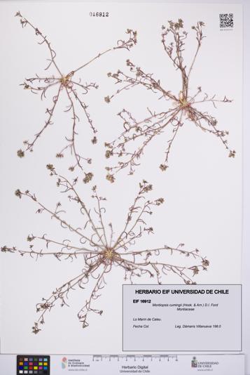 Montiopsis cumingii [Espécimen: UCH:EIF:0016912]