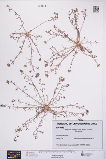 Montiopsis cumingii [Espécimen: UCH:EIF:0016912]