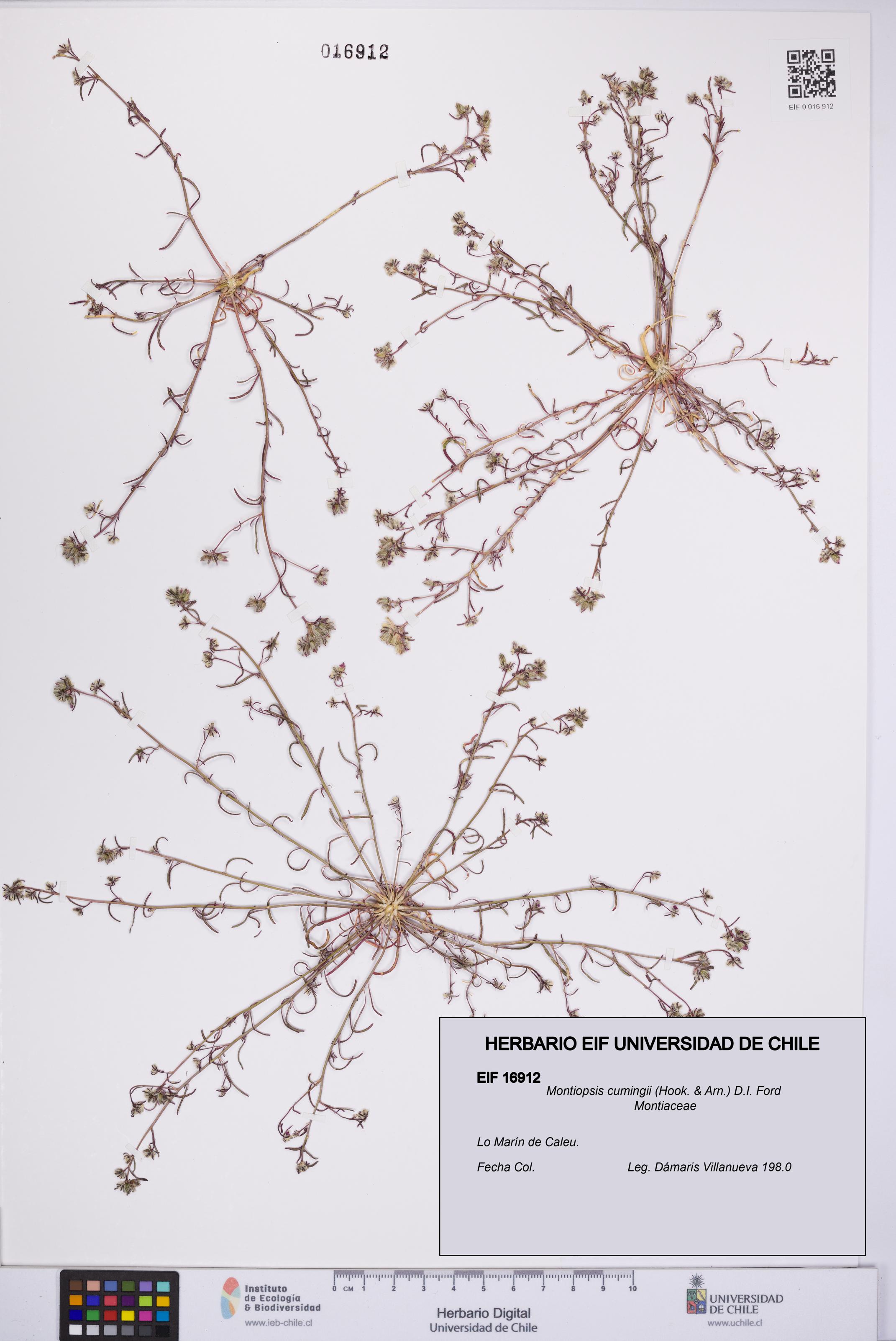 Montiopsis cumingii [Espécimen: UCH:EIF:0016912]