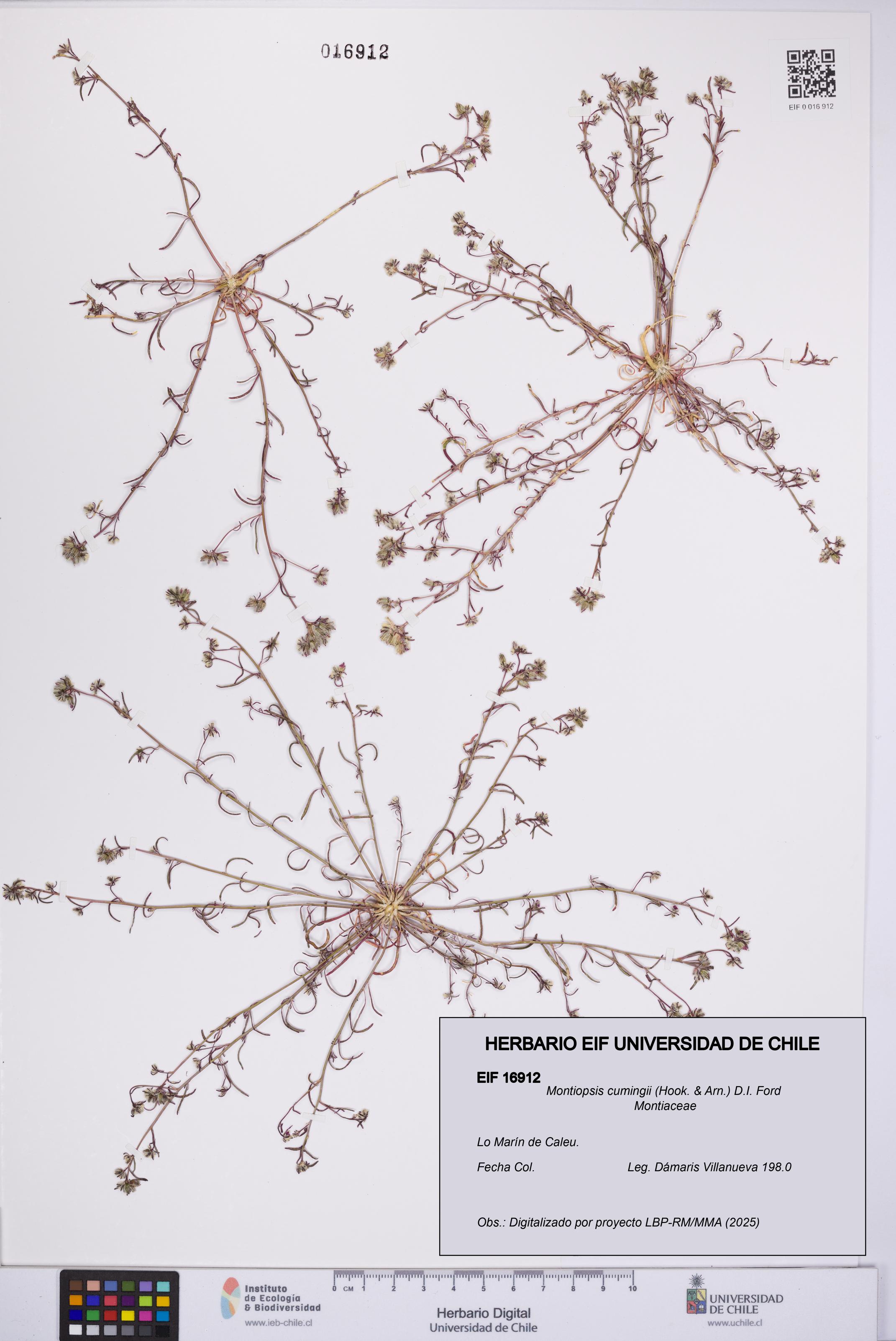 Montiopsis cumingii [Espécimen: UCH:EIF:0016912]