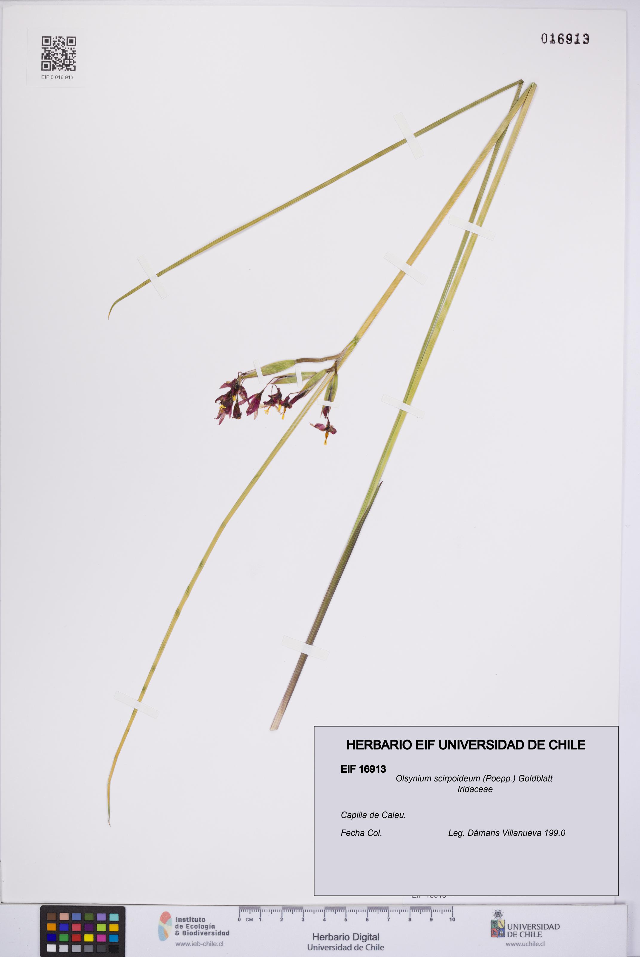 Olsynium scirpoideum [Espécimen: UCH:EIF:0016913]
