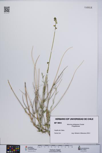 Monnina philippiana [Espécimen: UCH:EIF:0016914]