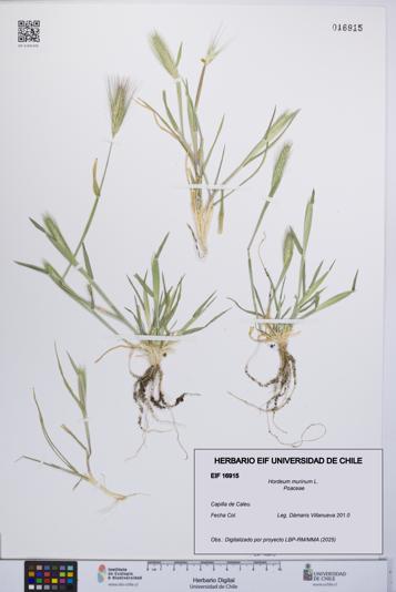 Hordeum murinum [Espécimen: UCH:EIF:0016915]