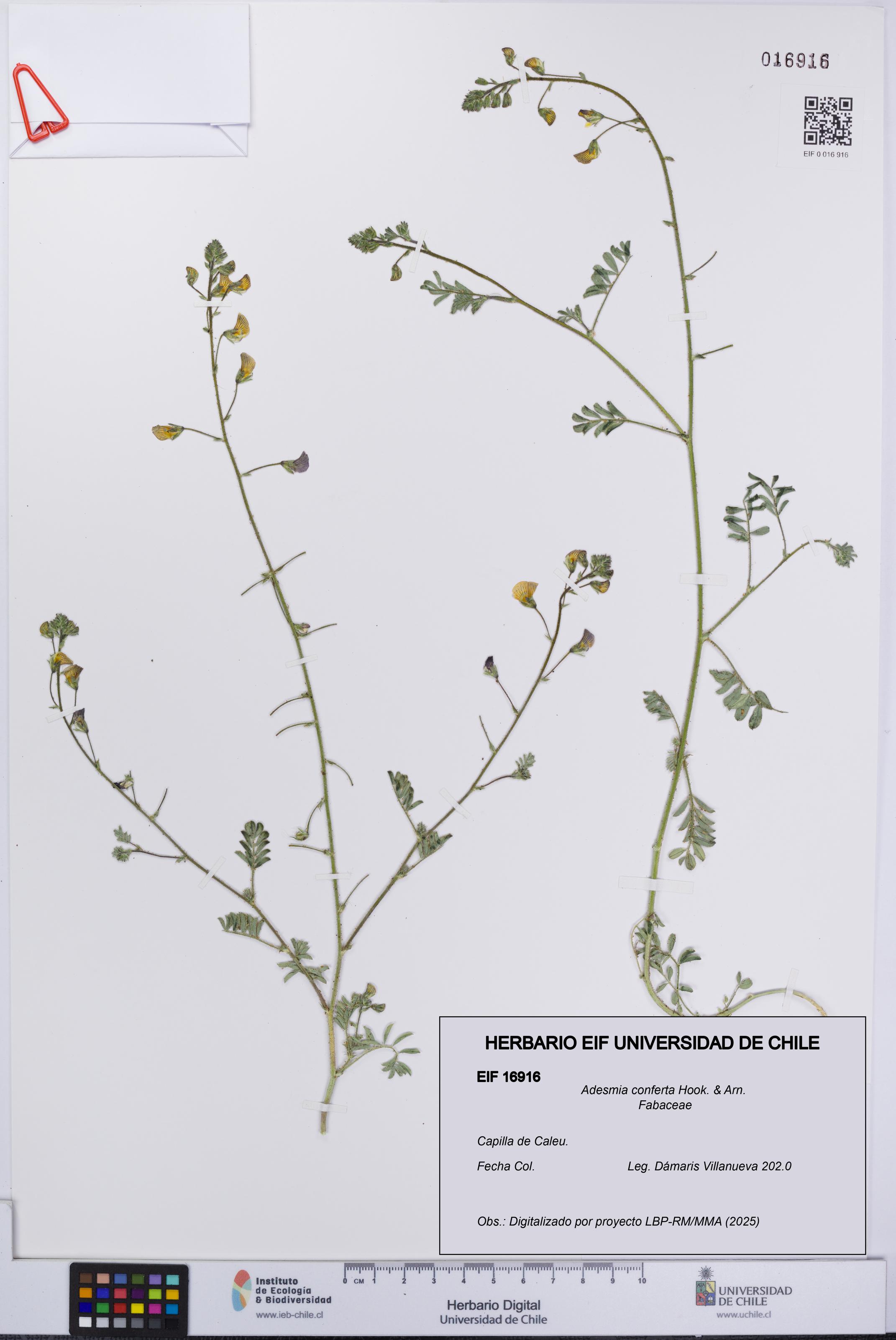 Adesmia conferta [Espécimen: UCH:EIF:0016916]