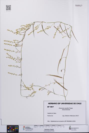 Dioscorea saxatilis [Espécimen: UCH:EIF:0016917]