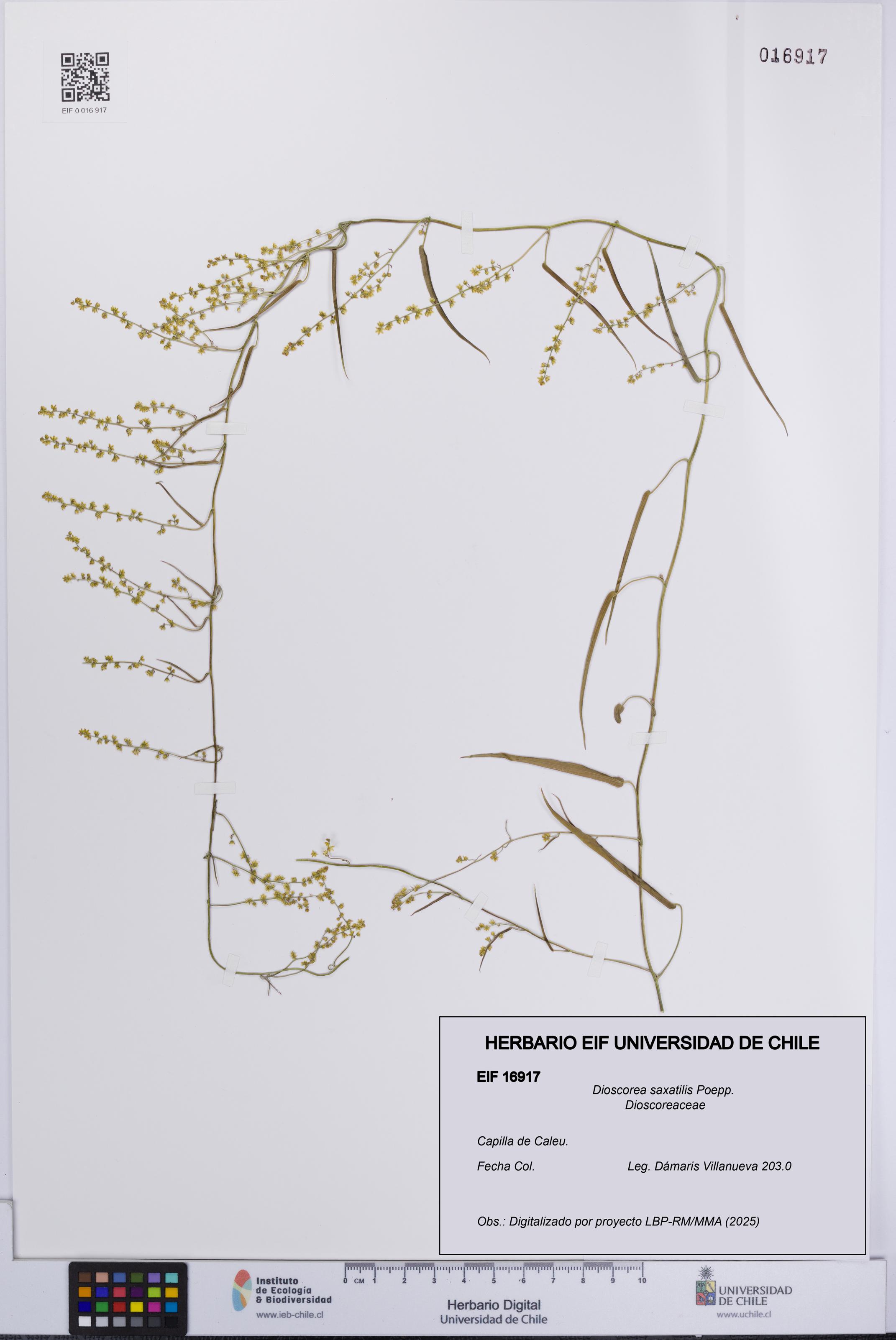 Dioscorea saxatilis [Espécimen: UCH:EIF:0016917]