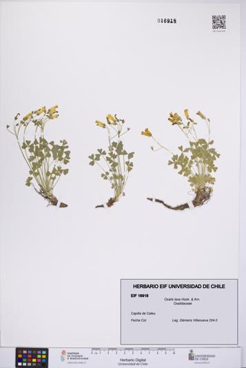 Oxalis laxa [Espécimen: UCH:EIF:0016918]