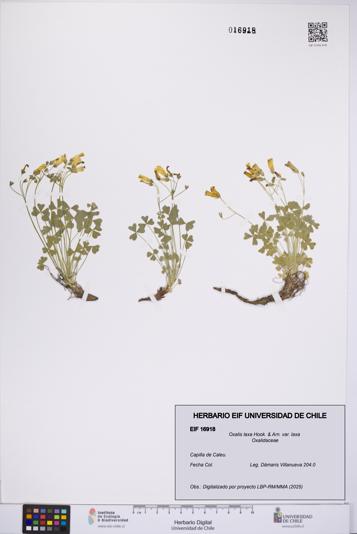 Oxalis laxa var. laxa [Espécimen: UCH:EIF:0016918]