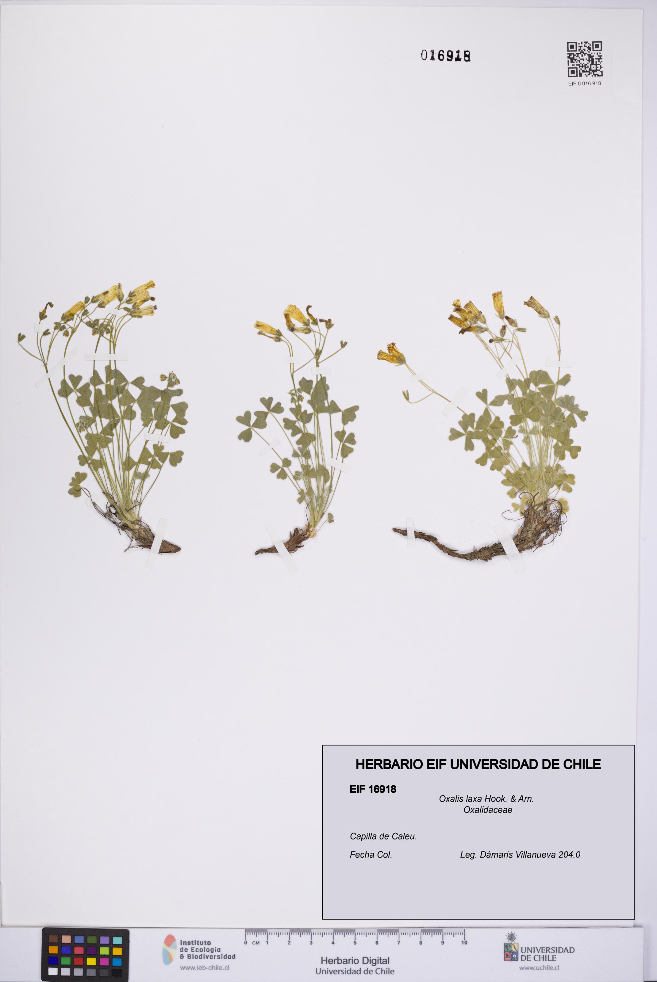 Oxalis laxa [Espécimen: UCH:EIF:0016918]