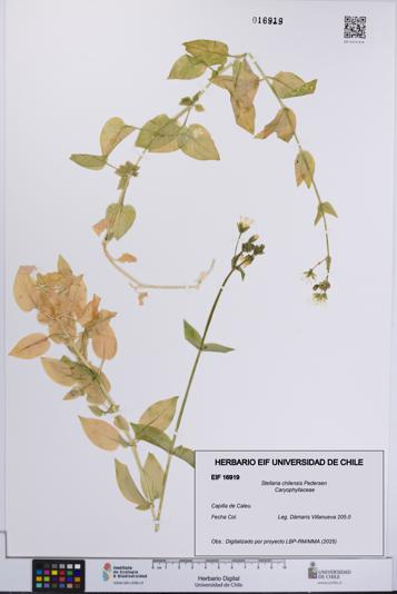 Stellaria chilensis [Espécimen: UCH:EIF:0016919]