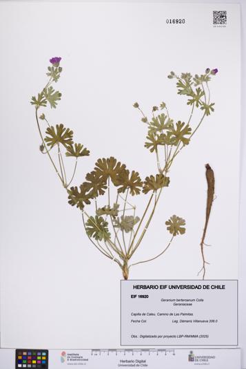 Geranium berteroanum [Espécimen: UCH:EIF:0016920]