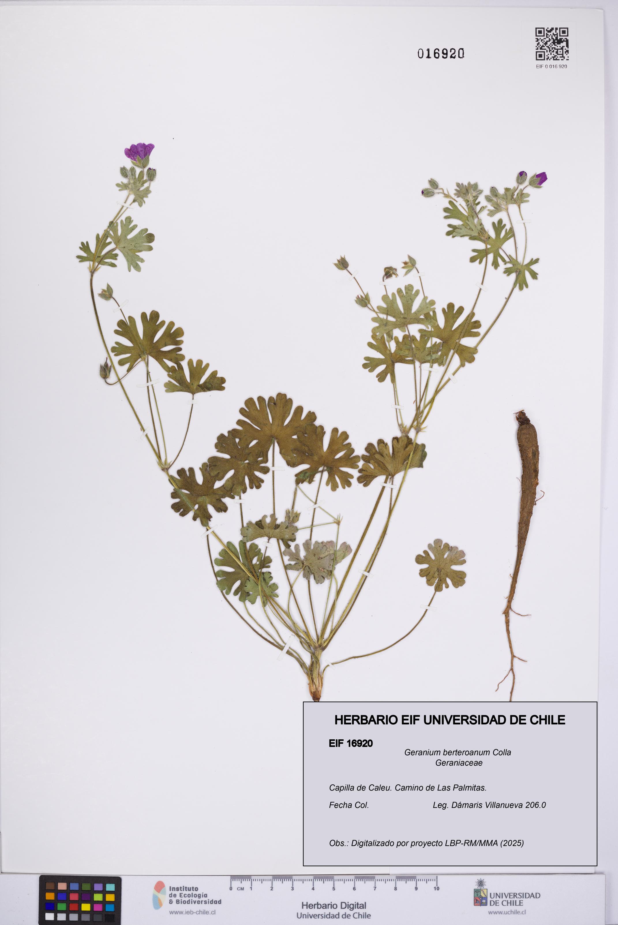 Geranium berteroanum [Espécimen: UCH:EIF:0016920]