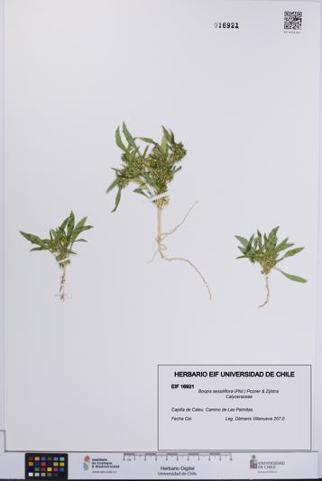 Boopis sessiliflora [Espécimen: UCH:EIF:0016921]
