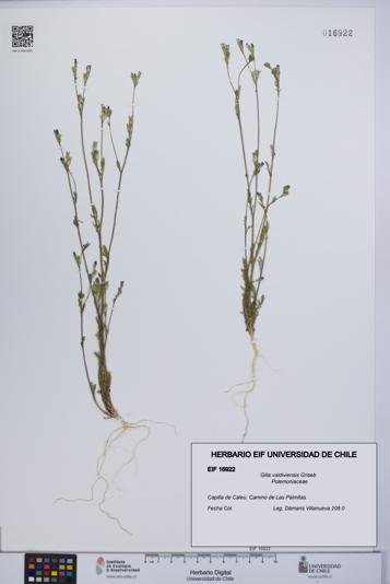 Gilia valdiviensis [Espécimen: UCH:EIF:0016922]
