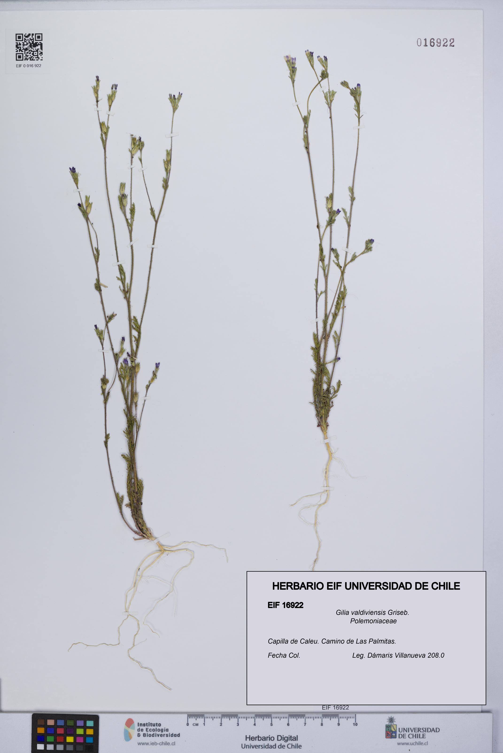 Gilia valdiviensis [Espécimen: UCH:EIF:0016922]