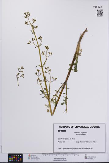 Valeriana vaga [Espécimen: UCH:EIF:0016923]