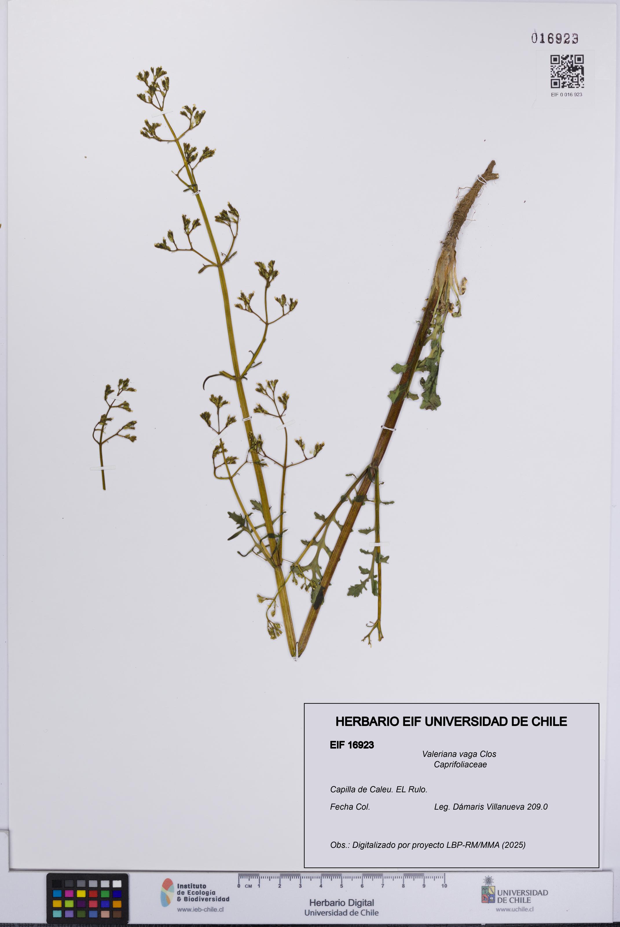 Valeriana vaga [Espécimen: UCH:EIF:0016923]