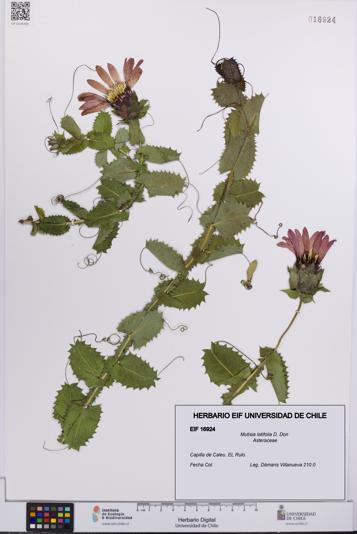 Mutisia latifolia [Espécimen: UCH:EIF:0016924]