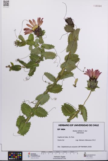 Mutisia latifolia [Espécimen: UCH:EIF:0016924]