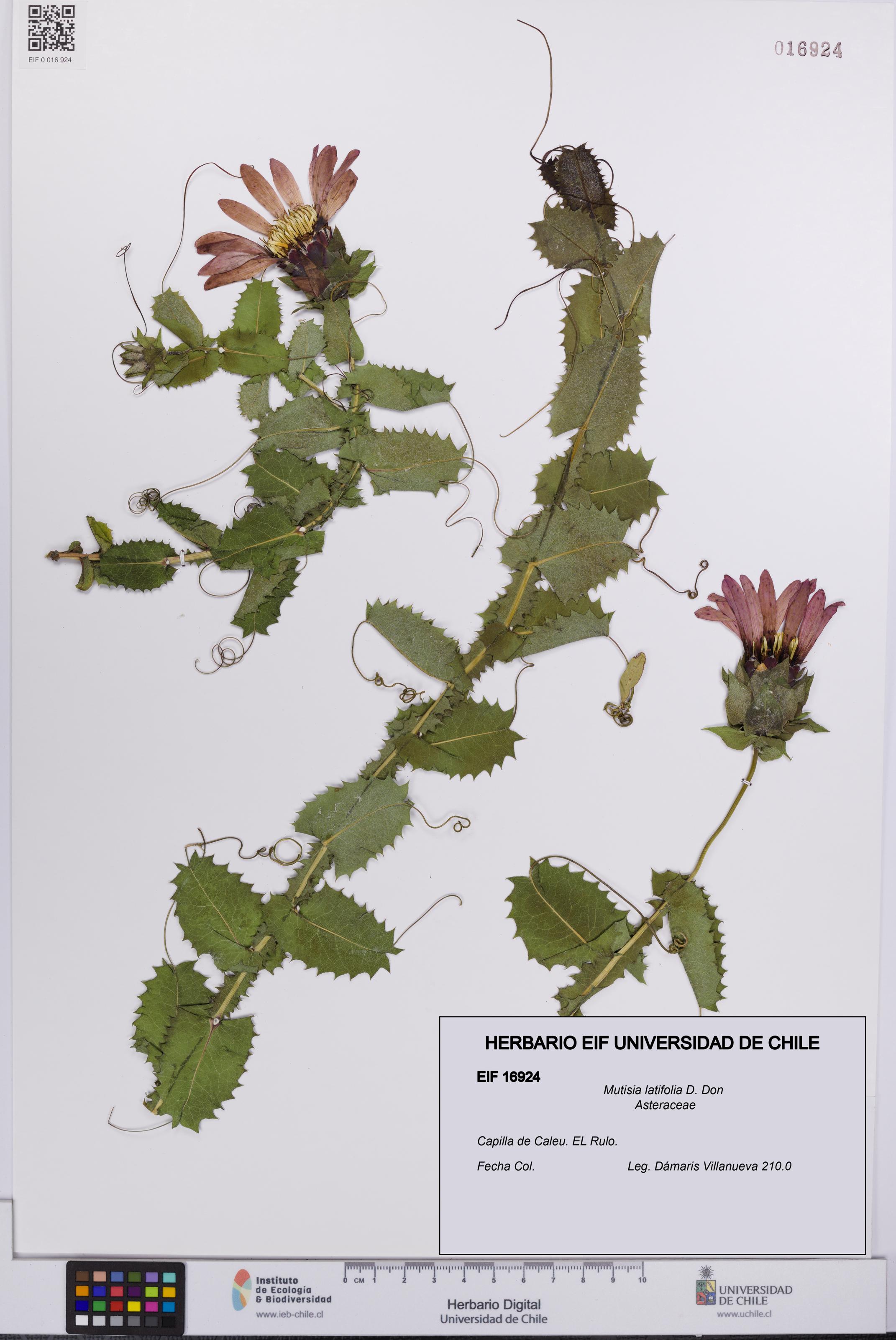 Mutisia latifolia [Espécimen: UCH:EIF:0016924]