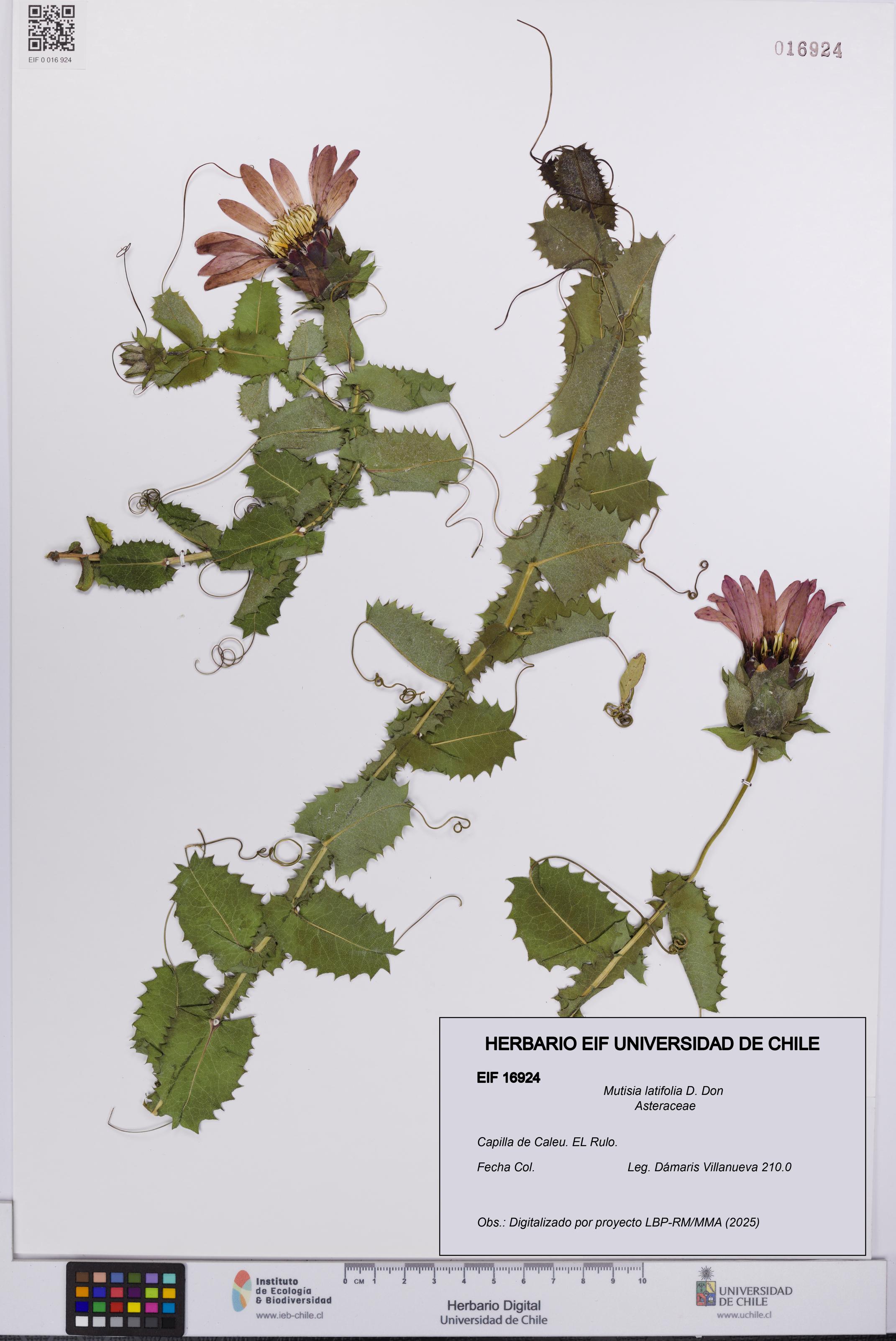 Mutisia latifolia [Espécimen: UCH:EIF:0016924]