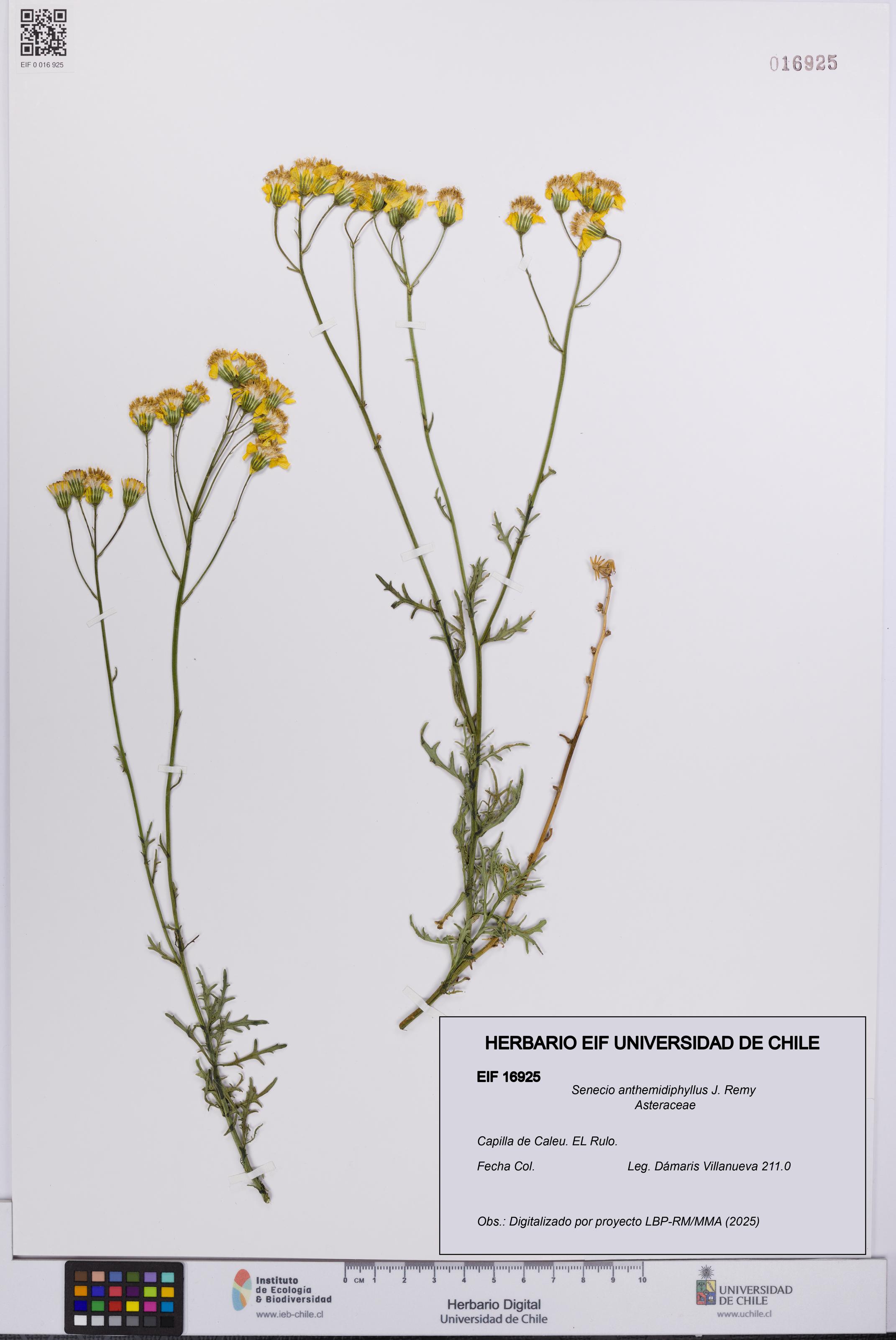 Senecio anthemidiphyllus [Espécimen: UCH:EIF:0016925]